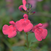 Salvia Love Heart